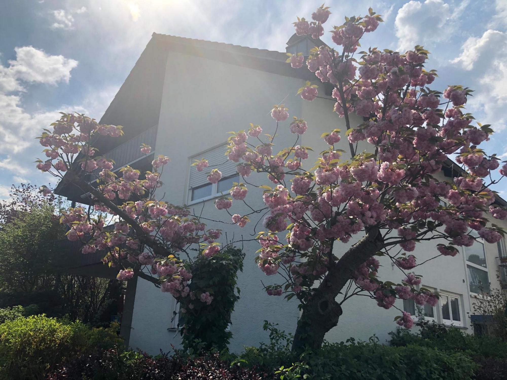 Daheim Am Wasserturm Woerth am Rhein Dış mekan fotoğraf